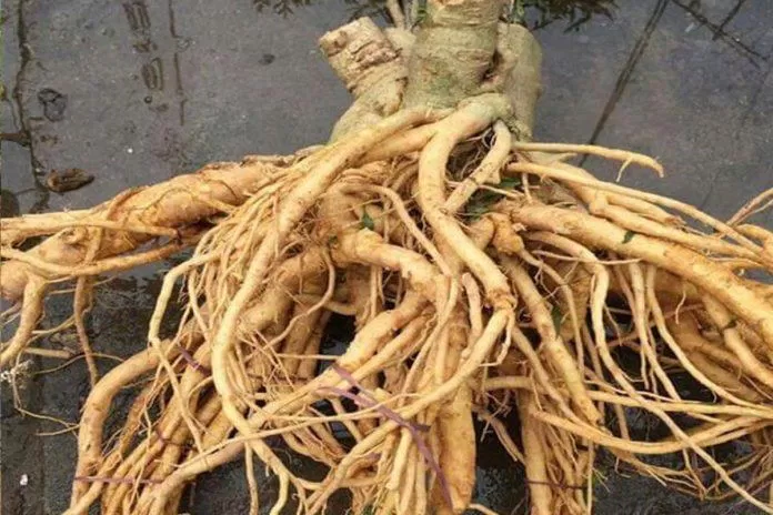 Rễ cây đinh lăng có rất nhiều tác dụng, được ví là "nhân sâm của người nghèo" (Ảnh: Internet). Rễ cây đinh lăng có rất nhiều tác dụng, được ví là "nhân sâm của người nghèo" (Ảnh: Internet).
