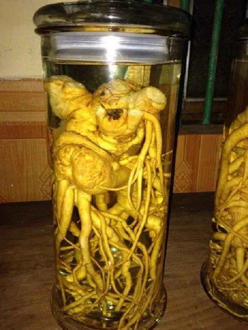 Nên chọn rễ cây đinh lăng từ 3 năm tuổi trở lên để ngâm rượu (Ảnh: Internet). Nên chọn rễ cây đinh lăng từ 3 năm tuổi trở lên để ngâm rượu (Ảnh: Internet).