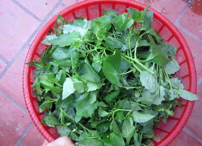 Rau tầm bóp hỗ trợ điều trị tiểu đường (Ảnh: Internet). Rau tầm bóp hỗ trợ điều trị tiểu đường (Ảnh: Internet).