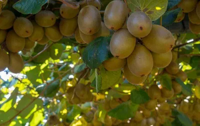 Cận cảnh những trái kiwi vàng (Ảnh: Internet). Cận cảnh những trái kiwi vàng (Ảnh: Internet).