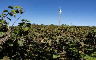 Chiếc quạt có tác dụng bảo vệ cây kiwi vào mùa lạnh (Ảnh: Internet). Chiếc quạt có tác dụng bảo vệ cây kiwi vào mùa lạnh (Ảnh: Internet).