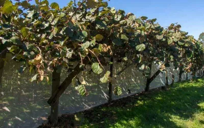 Cây kiwi được bảo vệ bằng những tấm vải lưới (Ảnh: Internet). Cây kiwi được bảo vệ bằng những tấm vải lưới (Ảnh: Internet).