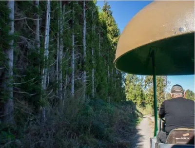 Hàng cây gỗ cao trồng bên đường dùng để chắn gió, ngăn không cho những trái kiwi trên giàn va đụng vào nhau (Ảnh: Internet). Hàng cây gỗ cao trồng bên đường dùng để chắn gió, ngăn không cho những trái kiwi trên giàn va đụng vào nhau (Ảnh: Internet).