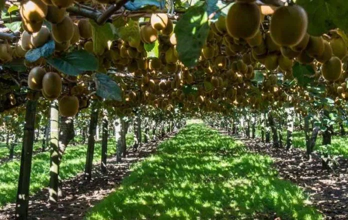 Vườn kiwi xanh trĩu quả sắp được thu hoạch (Ảnh: Internet). Vườn kiwi xanh trĩu quả sắp được thu hoạch (Ảnh: Internet).