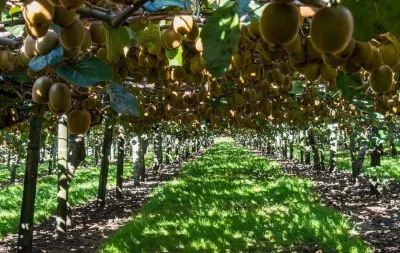 Vườn kiwi xanh trĩu quả sắp được thu hoạch (Ảnh: Internet). Vườn kiwi xanh trĩu quả sắp được thu hoạch (Ảnh: Internet).