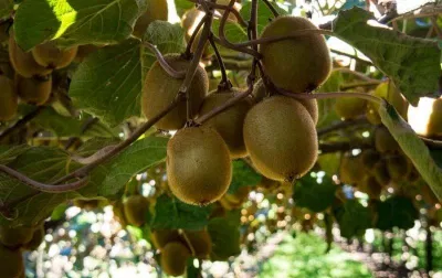 Những trái kiwi xanh đã sẵn sàng được hái (Ảnh: Internet). Những trái kiwi xanh đã sẵn sàng được hái (Ảnh: Internet).