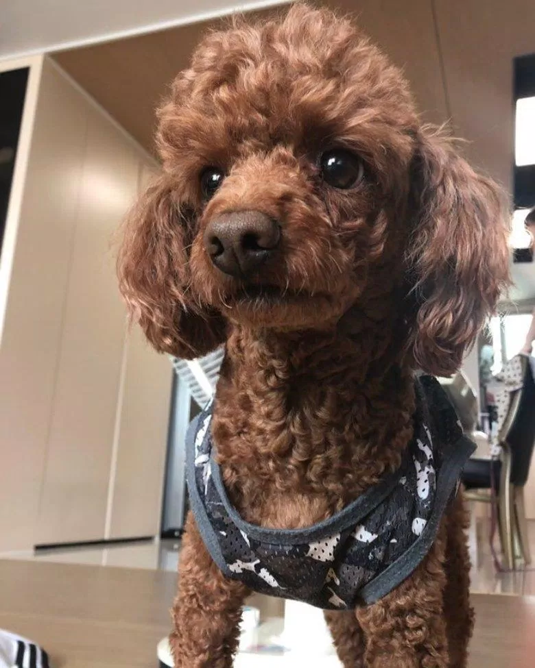 Bae In Hyuk đã dùng ảnh của Choco để làm hình nền cho điện thoại của mình (Ảnh: Internet). Bae In Hyuk đã dùng ảnh của Choco để làm hình nền cho điện thoại của mình (Ảnh: Internet).