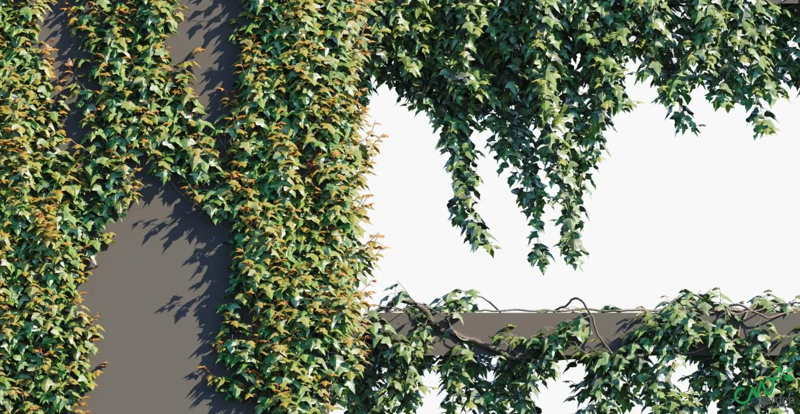 Bức tường được trang trí bao bọc bởi cây thường xuân (Nguồn: Internet). Bức tường được trang trí bao bọc bởi cây thường xuân (Nguồn: Internet).