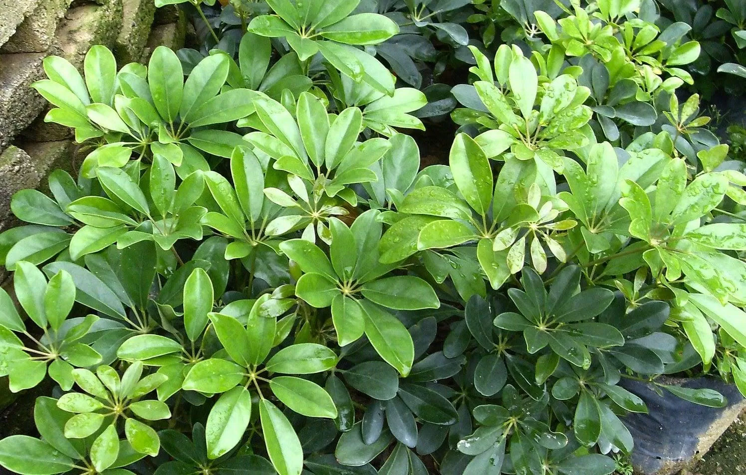 Những cây ngũ gia bì xanh mát (Nguồn: Internet). Những cây ngũ gia bì xanh mát (Nguồn: Internet).