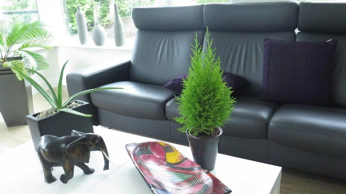 Cây tùng thơm được trang trí trong căn phòng thân yêu (Nguồn: Internet). Cây tùng thơm được trang trí trong căn phòng thân yêu (Nguồn: Internet).