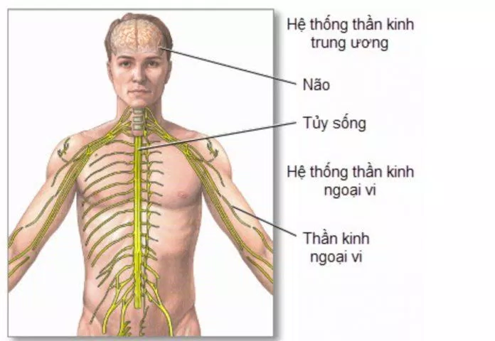 Những rối loạn của hệ thần kinh có thể gây đổ mồ hôi đêm (Ảnh: Internet). Những rối loạn của hệ thần kinh có thể gây đổ mồ hôi đêm (Ảnh: Internet).