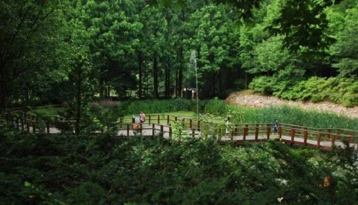 Không gian xanh mát trong rừng Jangtaesan (Ảnh: Internet).