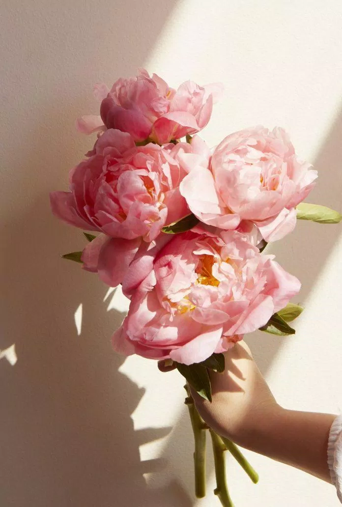 Hình nền hoa mẫu đơn là biểu tượng của sự thanh lịch và tinh tế. Với gam màu trắng tinh khôi và hoa thơm đem lại cảm giác bình yên cho căn phòng của bạn. Click để xem hình ảnh đẹp về hoa mẫu đơn và trang trí ngay cho không gian sống của bạn!