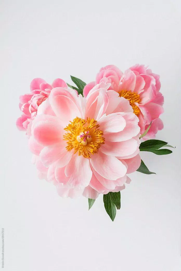 Hình nền hoa mẫu đơn đẹp: Hình nền hoa mẫu đơn đẹp của chúng tôi sẽ mang đến cho bạn cảm giác thanh lịch và sang trọng. Với những bông hoa trắng tinh khôi, bạn sẽ cảm thấy nhẹ nhàng và yên bình khi nhìn vào chúng.