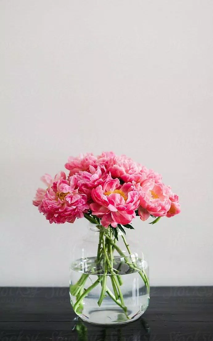 Hãy tận hưởng vẻ đẹp tinh khôi và trang nhã của hoa mẫu đơn qua bức ảnh nền tuyệt đẹp này. Sóng đôi của hoa mang tới sự thanh tịnh và nhẹ nhàng. Bạn sẽ cảm thấy thư giãn và bình yên khi ngắm nhìn bức ảnh này.