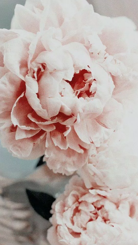 Hoa mẫu đơn trắng: Hoa mẫu đơn trắng là một trong những loại hoa được yêu thích nhất với sự tinh tế và độc đáo của nó. Với những cánh hoa mềm mại và màu sắc trắng tuyệt đẹp, họa tiết này sẽ dễ dàng tạo nên một không gian đẹp mắt và ấn tượng cho ngôi nhà của bạn.