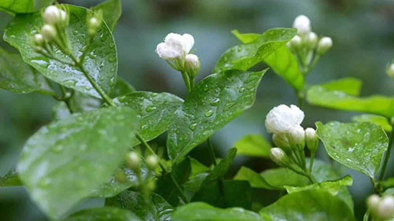 Hoa nhài là vị thuốc quý có lợi cho tinh thần và giúp giảm stress hiệu quả (Nguồn: Internet). Hoa nhài là vị thuốc quý có lợi cho tinh thần và giúp giảm stress hiệu quả (Nguồn: Internet).