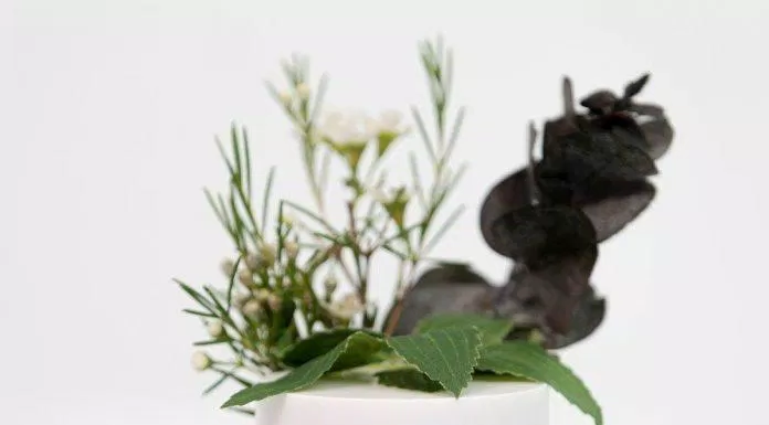 Mặt nạ đất sét RE:P Bio Fresh Mask With Real Nutrition Herbs với chiết xuất từ cây hương thảo giúp chống oxy hóa và dưỡng ẩm cho da ( Nguồn: internet)
