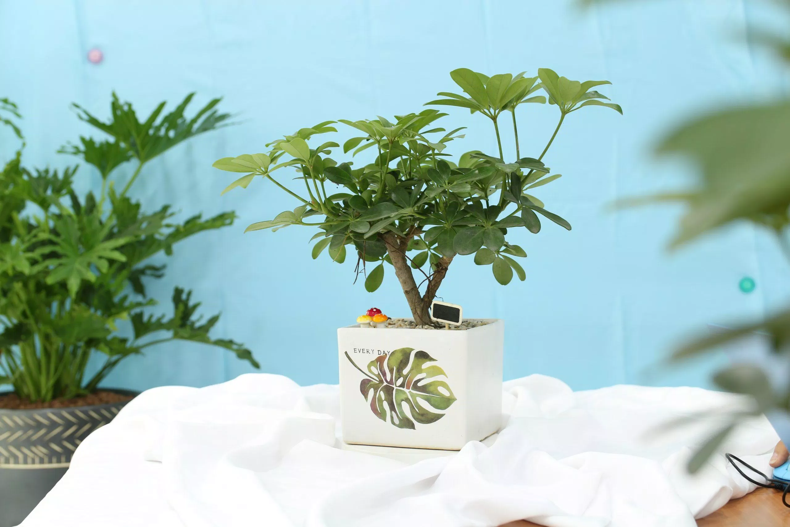 Cây ngũ gia bì vừa để làm cảnh trang trí vừa có tác dụng giảm stress (Nguồn: Internet). Cây ngũ gia bì vừa để làm cảnh trang trí vừa có tác dụng giảm stress (Nguồn: Internet).