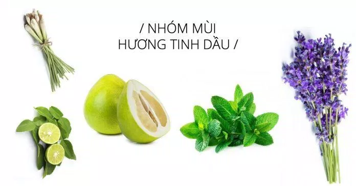 Các nhóm mùi hương tinh dầu tiêu biểu. Ảnh: BlogAnChoi