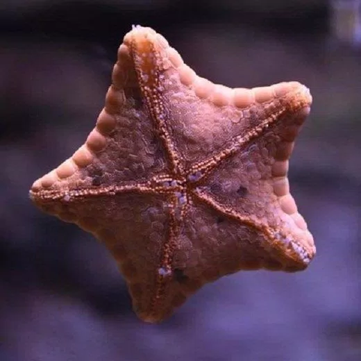 Quan sát những loài sao biển xinh xắn (Ảnh: Internet).
