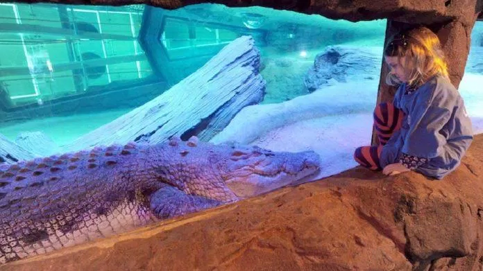 Cá sấu Pinjarra - ngôi sao của Thủy cung SEA LIFE Melbourne (Ảnh: Internet). Cá sấu Pinjarra - ngôi sao của Thủy cung SEA LIFE Melbourne (Ảnh: Internet).