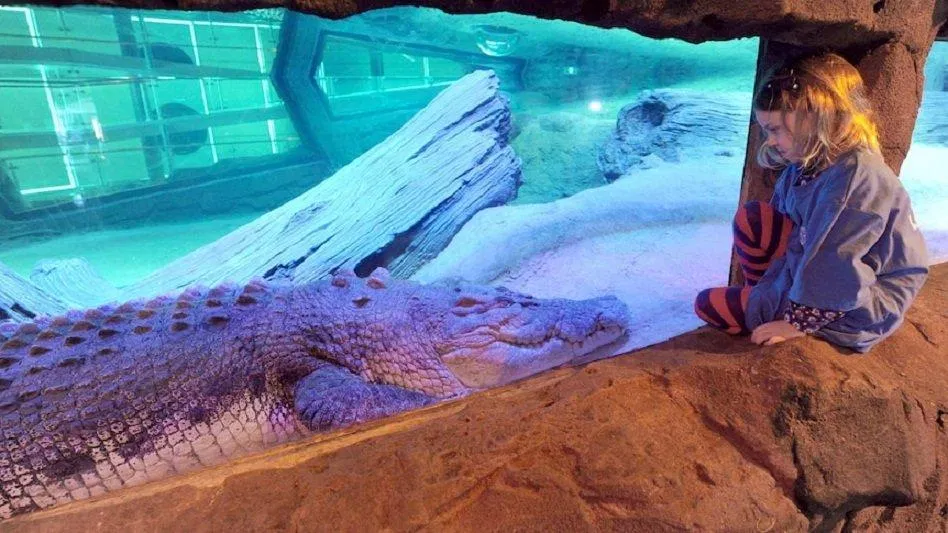 Cá sấu Pinjarra - ngôi sao của Thủy cung SEA LIFE Melbourne (Ảnh: Internet). Cá sấu Pinjarra - ngôi sao của Thủy cung SEA LIFE Melbourne (Ảnh: Internet).
