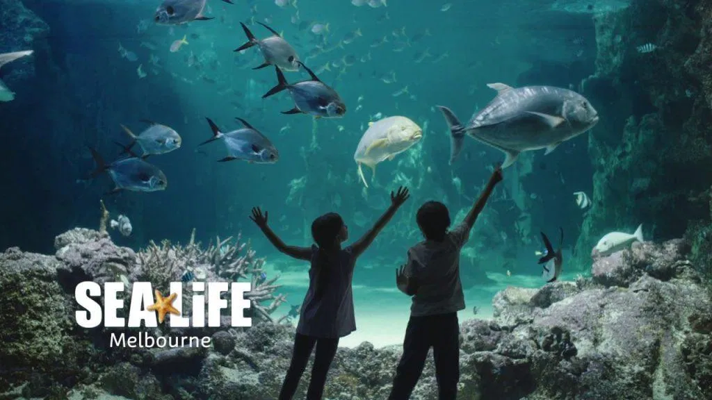 Khám phá đại dương nước Úc tại Thủy cung SEA LIFE Melbourne (Ảnh: Internet).