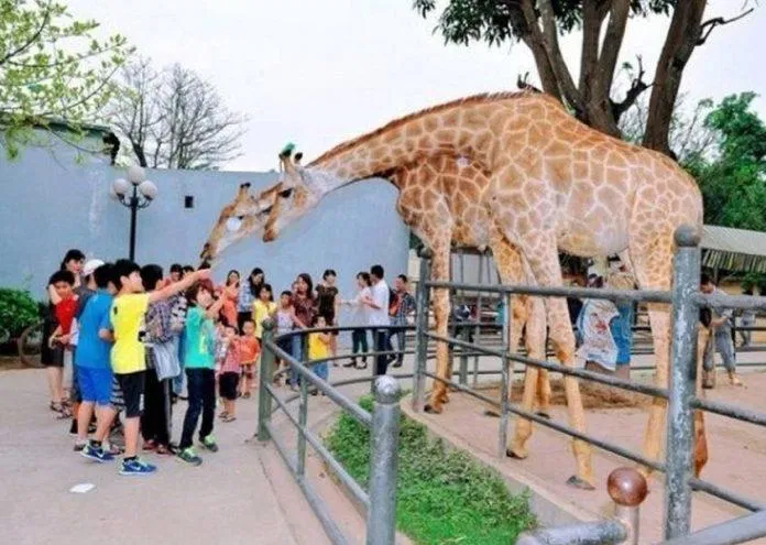 Công viên Thủ Lệ với nhiều loài động vật là nơi bất kỳ em nhỏ nào cũng sẽ yêu thích khi ghé qua (Ảnh: Internet).