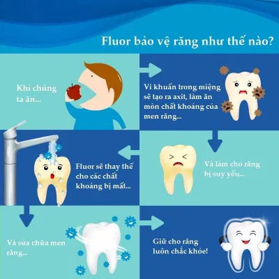 Cơ chế bảo vệ răng của florua (Ảnh: Internet). Cơ chế bảo vệ răng của florua (Ảnh: Internet).