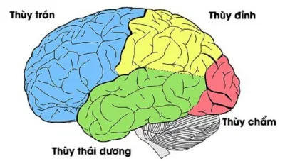 Các thùy cấu tạo nên bộ não (Ảnh: Internet). Các thùy cấu tạo nên bộ não (Ảnh: Internet).
