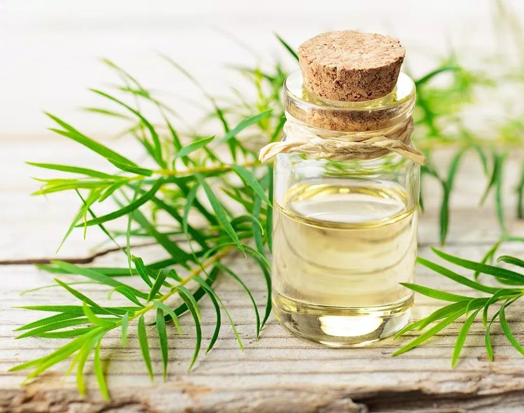 Sử dụng tinh dầu tràm gió giúp lưu thông khí huyết (Nguồn: Internet). Sử dụng tinh dầu tràm gió giúp lưu thông khí huyết (Nguồn: Internet).