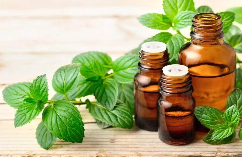 Tinh dầu bạc hà luôn là sự lựa chọn hàng đầu của người dùng (Nguồn: Internet). Tinh dầu bạc hà luôn là sự lựa chọn hàng đầu của người dùng (Nguồn: Internet).