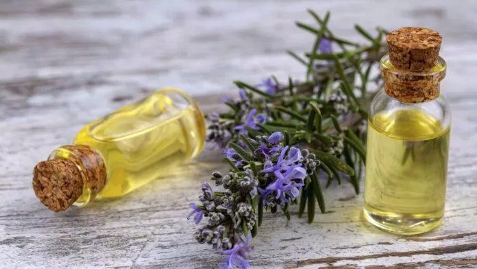Tinh dầu hương thảo có mùi thơm dịu nhẹ (Nguồn: Internet).