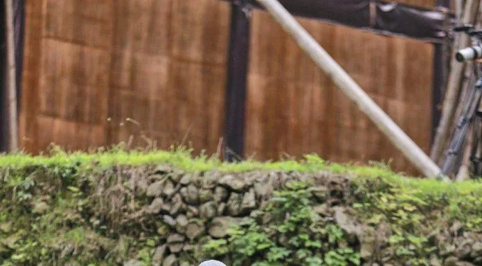 Cô nàng tích cực làm việc không kém khách mời nam nào (ảnh: internet)