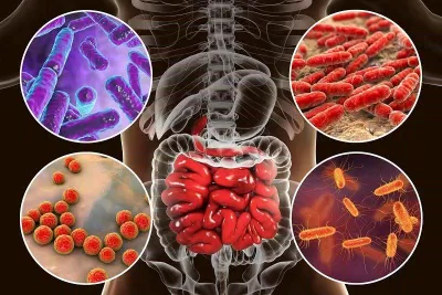 E. coli là một trong số rất nhiều loại vi khuẩn sống trong ruột của chúng ta (Ảnh: Internet).