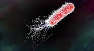 Vi khuẩn E. coli có thể sống trong ruột của chúng ta mà không gây ra vấn đề gì (Ảnh: Internet). Vi khuẩn E. coli có thể sống trong ruột của chúng ta mà không gây ra vấn đề gì (Ảnh: Internet).