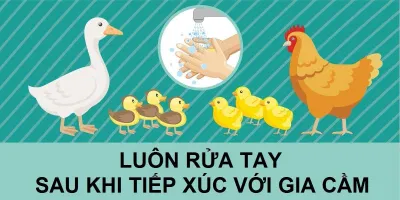 Gia cầm có thể là nguồn lây Salmonella cho người (Ảnh: Internet). Gia cầm có thể là nguồn lây Salmonella cho người (Ảnh: Internet).