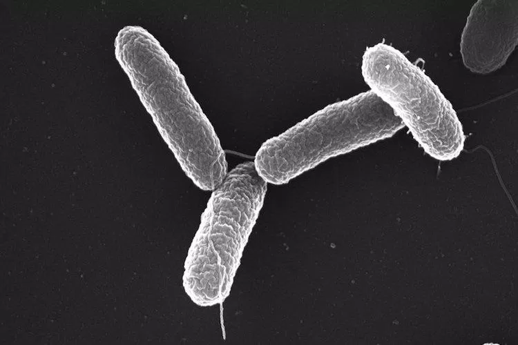 Vi khuẩn Salmonella là thủ phạm thường xuyên gây ra nhiều đợt ngộ độc thực phẩm (Ảnh: Internet).