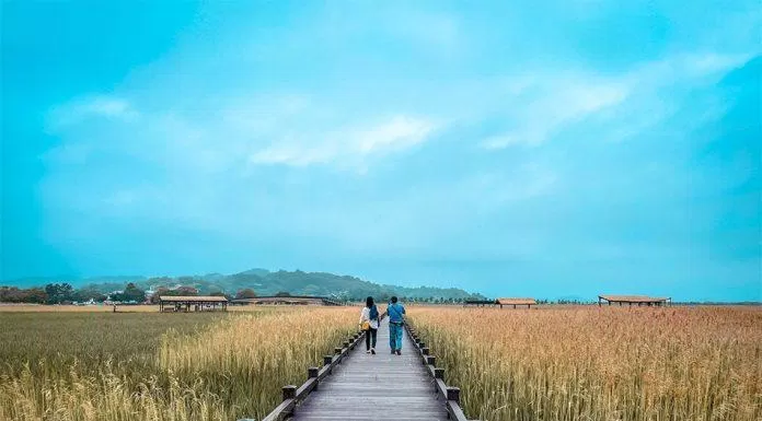 Vịnh đầm lầy Suncheonman (Ảnh: Internet).