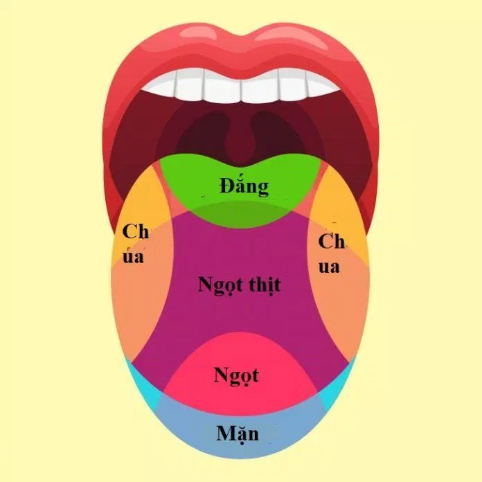 6 vùng vị giác không chính xác đâu nhé (Ảnh: Internet). 6 vùng vị giác không chính xác đâu nhé (Ảnh: Internet).