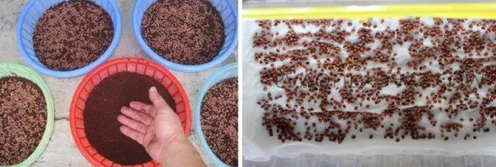 Nhớ dàn đều hạt, đừng để chồng hạt đè lên nhau sẽ không phát triển được (Ảnh: Internet)