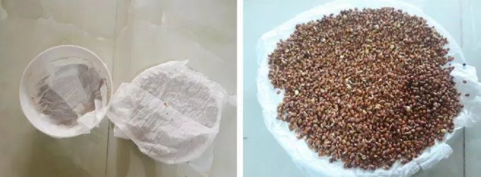 Hạt chỉ cần hơi nhú mầm là được. Đừng để mầm dài quá dễ bị gãy (Ảnh: IG Chayo)