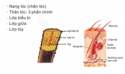 Keratin chiếm đến hơn 70% trong cấu trúc tóc (Nguồn: Internet)