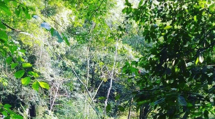Màu nước ở một đoạn suối Lê-nin (Nguồn: Kim Cúc). Màu nước ở một đoạn suối Lê-nin (Nguồn: Kim Cúc).