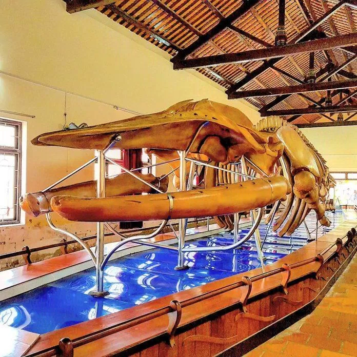 Bộ xương cá voi khổng lồ tại Đình Vạn Thuỷ Tú (Ảnh: Internet).