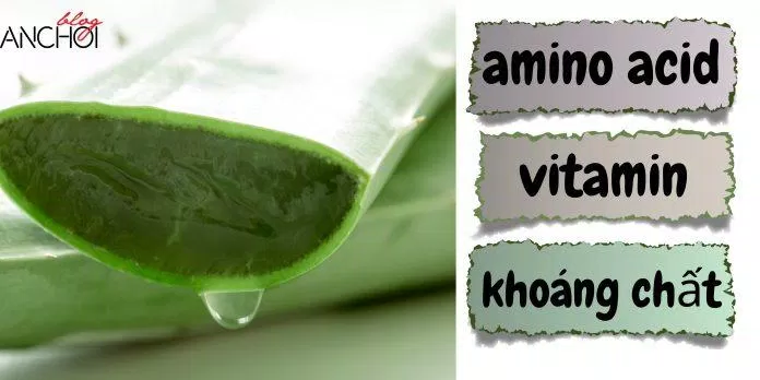 Nha đam chứa nhiều dưỡng chất cần thiết nuôi dưỡng làn da khỏe mạnh ( Nguồn: BlogAnChoi)