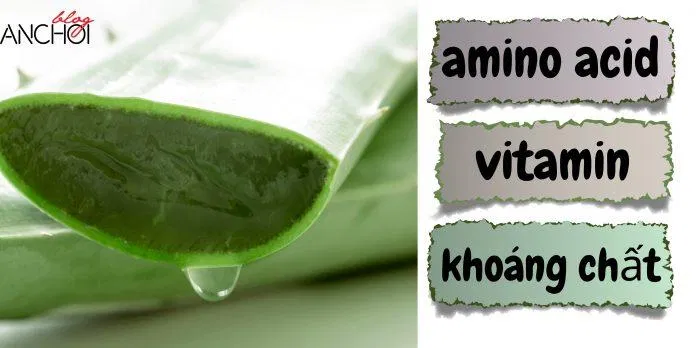 Nha đam chứa nhiều dưỡng chất cần thiết nuôi dưỡng làn da khỏe mạnh ( Nguồn: BlogAnChoi)