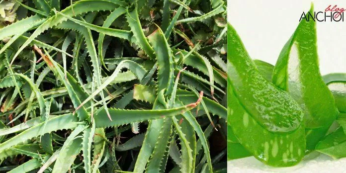 Nha đam là loại cây thân thảo với nhiều công dụng trong làm đẹp da ( Nguồn: BlogAnChoi)