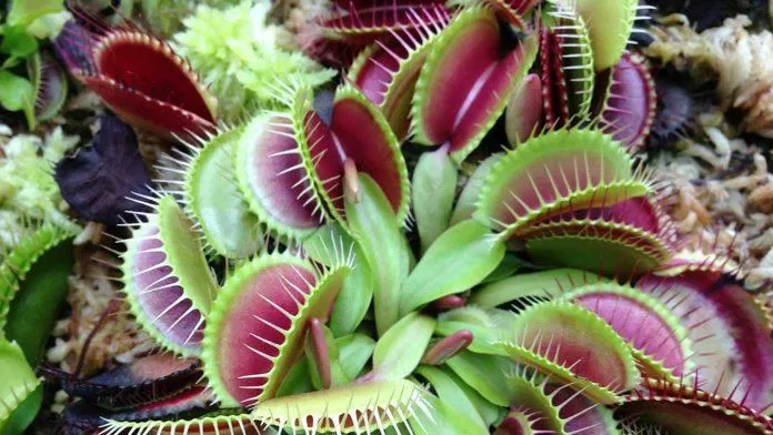 Cái tên FlyTrap có nghĩa là cây bẫy ruồi (Ảnh: Internet). Cái tên FlyTrap có nghĩa là cây bẫy ruồi (Ảnh: Internet).